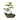 בונסאי פוקיאן טי – FUKIEN TEA